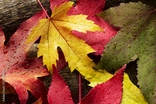 Photo: autunno autunno