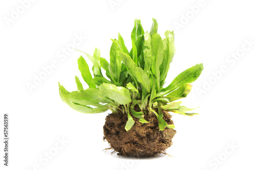 Photo: Closeup of tarragon herb Closeup of tarragon herb