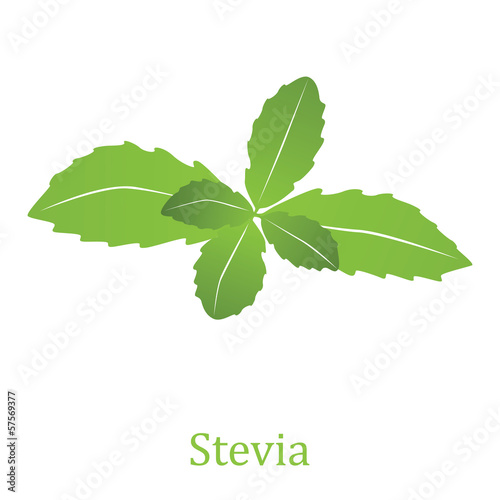 Vector: Stevia rebaudiana (vector illustration) Stevia rebaudiana (vector illustration)