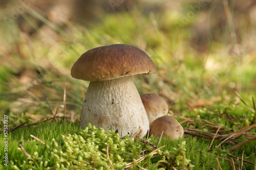 Photo: Mushrooms Bolete, fungus in the wild (Boletus pinophilus) Mushrooms Bolete, fungus in the wild (Boletus pinophilus)