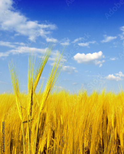 Photo: Wheat field against a blue sky Wheat field against a blue sky