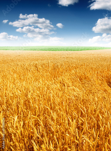 Photo: Wheat field against a blue sky Wheat field against a blue sky
