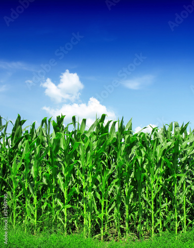 Photo: Corn Field Corn Field