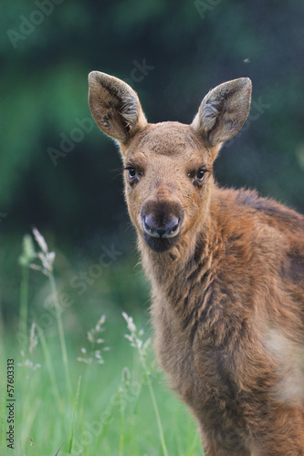 Photo: Moose calf portrait Moose calf portrait