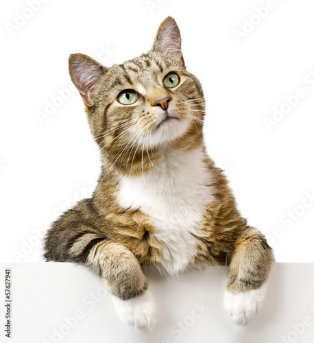 Photo: Cat looking up above white banner Cat looking up above white banner