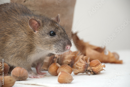 Photo: Ratto Ratto