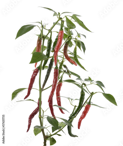 Photo: Hot Pepper Hot Pepper