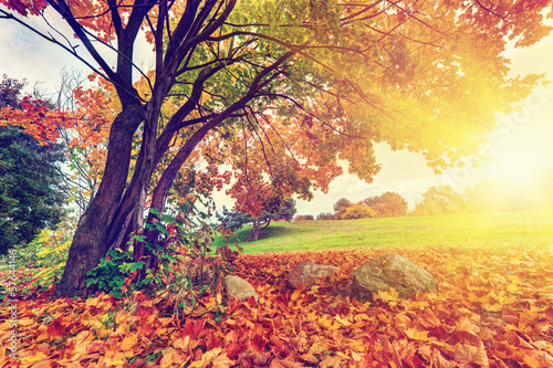 Photo: Autumn, fall in park. Sun shining through colorful leaves Autumn, fall in park. Sun shining through colorful leaves