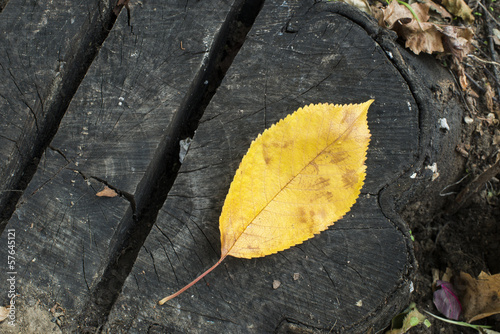 Photo: Single Autumn leaf on a tree trunk Single Autumn leaf on a tree trunk