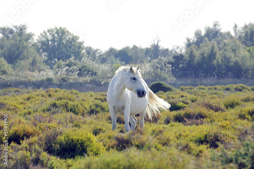 Photo: A wild white Camargue horse A wild white Camargue horse