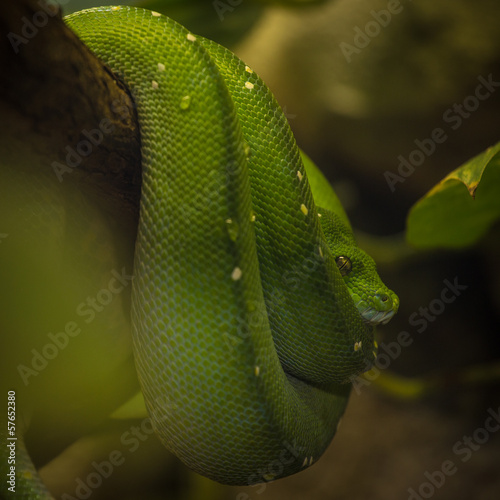Photo: green snake green snake