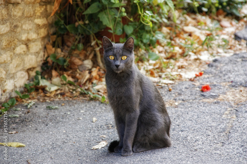 Photo: Katze 1.0 Katze 1.0