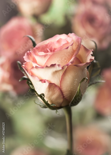 Photo: beautiful rose beautiful rose