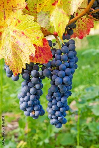 Photo: Blaue Weintrauben im Herbst Blaue Weintrauben im Herbst
