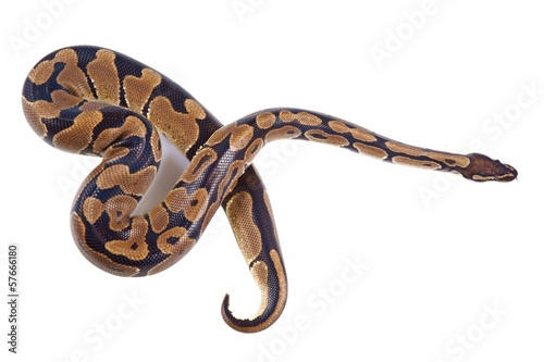 Photo: Python regius with tongue sticking out Python regius with tongue sticking out
