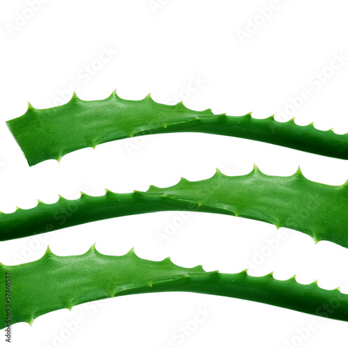 Photo: Aloe Vera leaves Aloe Vera leaves