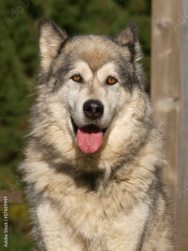 Photo: Portrait de chien de traîneau Portrait de chien de traîneau