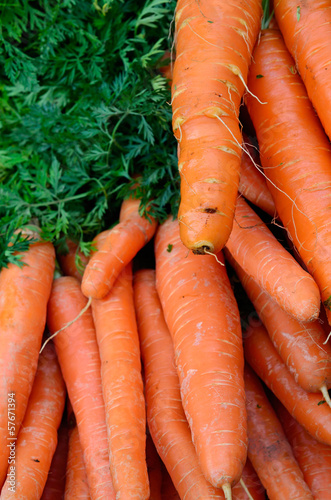 Photo: Carrots Carrots