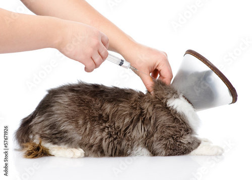 Photo: kitten getting a vaccine at the veterinary clinic. isolated kitten getting a vaccine at the veterinary clinic. isolated