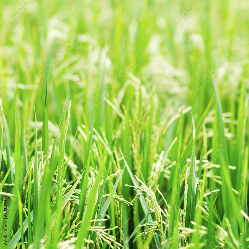 Photo: Green rice field Green rice field