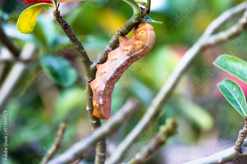 Photo: the orange caterpillars eat leaves the orange caterpillars eat leaves