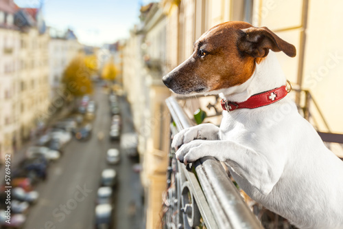 Photo: nosy watching dog nosy watching dog