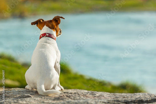 Photo: dog watching dog watching
