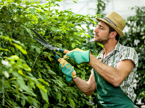 Photo: farmer pruning plants farmer pruning plants