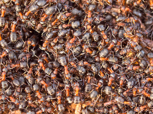 Photo: Red Ant colony Red Ant colony