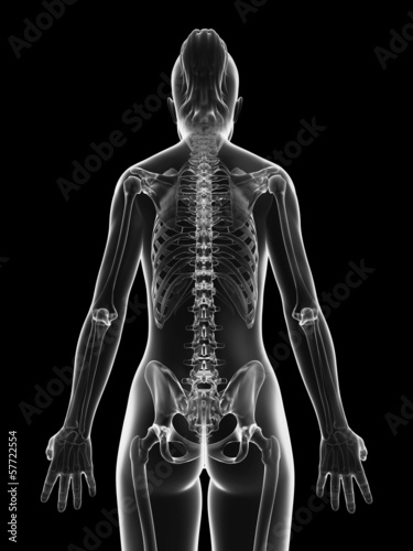Illustration: transparent female skeleton - back transparent female skeleton - back