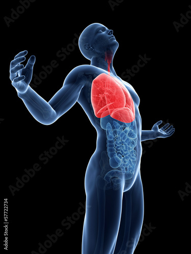 Illustration: male posing - highlighted lung male posing - highlighted lung