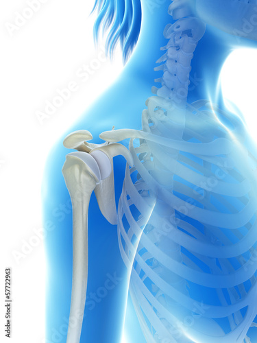 Illustration: rendered illustration of the shoulder joint rendered illustration of the shoulder joint