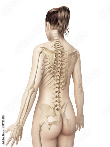 Illustration: female skeleton from behind female skeleton from behind