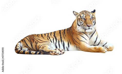 Tiger looking camera with clipping path on white background - 57724593