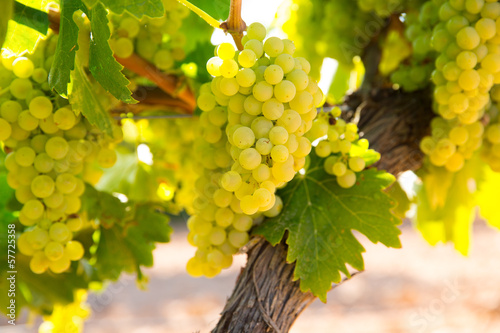 Photo: chardonnay Wine grapes in vineyard raw ready for harvest chardonnay Wine grapes in vineyard raw ready for harvest