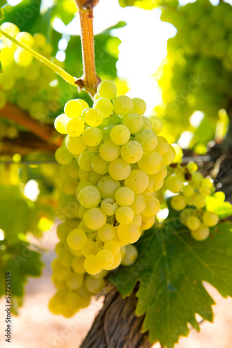 Photo: chardonnay Wine grapes in vineyard raw ready for harvest chardonnay Wine grapes in vineyard raw ready for harvest