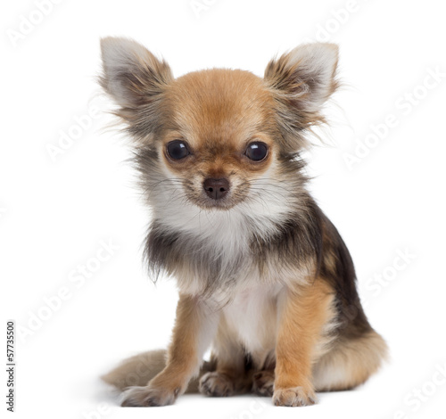 Photo: Chihuahua sitting, looking at the camera, isolated on white Chihuahua sitting, looking at the camera, isolated on white