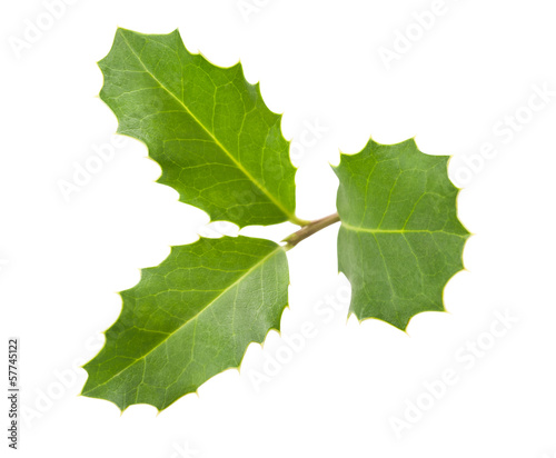 Photo: holly sprig holly sprig