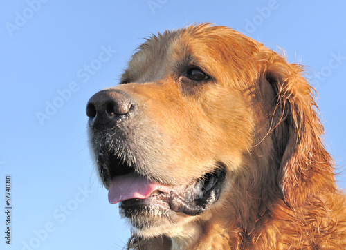 Photo: portrait d'un golden retriever portrait d'un golden retriever