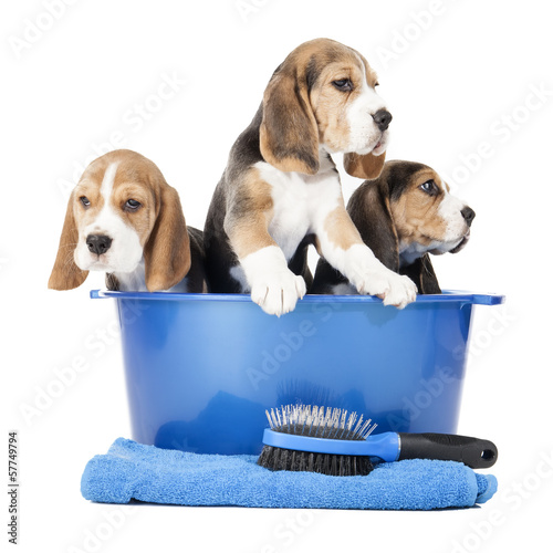 Photo: beagle puppies in a basin on a white background in studio beagle puppies in a basin on a white background in studio