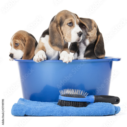Photo: beagle puppies in a basin on a white background in studio beagle puppies in a basin on a white background in studio
