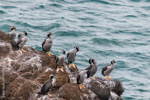 Photo: spotted shags on cliff ledge spotted shags on cliff ledge