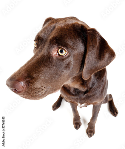 Photo: Dog sitting and looking on the side. Dog sitting and looking on the side.