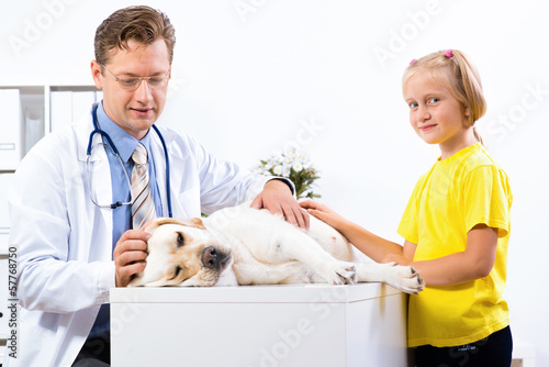 Photo: girl holds a dog in a veterinary clinic girl holds a dog in a veterinary clinic