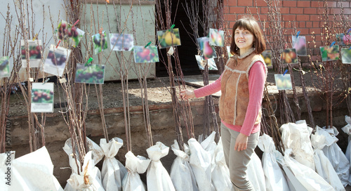 Photo: Female gardener chooses sprouts Female gardener chooses sprouts