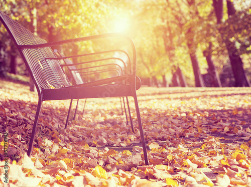 Photo: soft light park autumn soft light park autumn