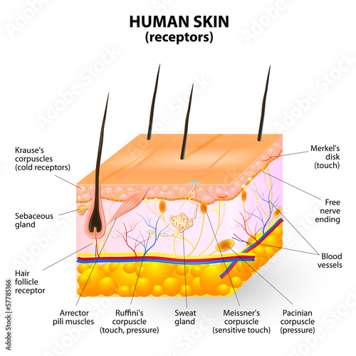 Vector: human skin layer vector cross section human skin layer vector cross section