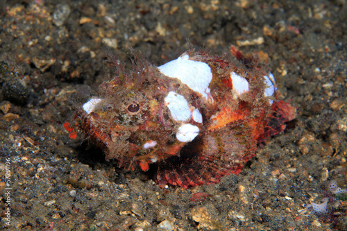 Photo: Devil scorpionfish (Scorpaenopsis diabolus) Devil scorpionfish (Scorpaenopsis diabolus)