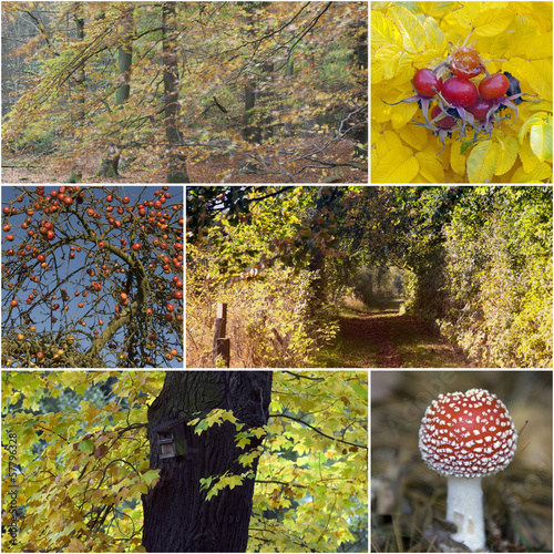 Photo: Collage Herbst Collage Herbst