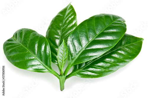 Photo: Green coffee leaves. Green coffee leaves.